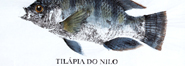 Gyotaku - Tilápia do Nilo - Gyotaku of 2018