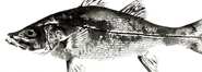 Gyotaku - Robalo Flecha - Gyotaku de 2017