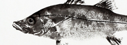 Gyotaku - Gyotaku de 2017