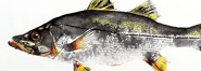 Gyotaku - Robalo Flecha - Gyotaku de 2017