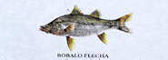 Gyotaku - Robalo Flecha - Gyotaku de 2017