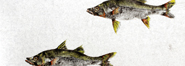 Gyotaku - Robalos Flecha - Gyotaku de 2017