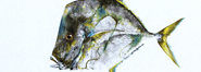 Gyotaku - Peixe Galo - Gyotaku de 2017