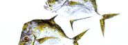 Gyotaku - Peixes Galo - Gyotaku de 2017
