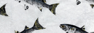 Gyotaku - Cardume de Paratis - Gyotaku de 2018 Gyotaku - Cardume de Paratis - Gyotaku de 2018