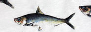 Gyotaku - Cardume de Sardinhas - Gyotaku de 2018 Gyotaku - Cardume de Sardinhas - Gyotaku de 2018